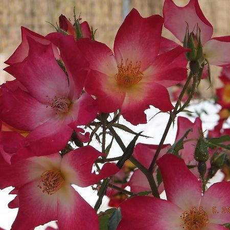 芒格纳斯公寓 帕莱欧卡斯提撒 外观 照片
